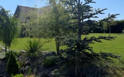 Planowanie nasadzeń Mazury