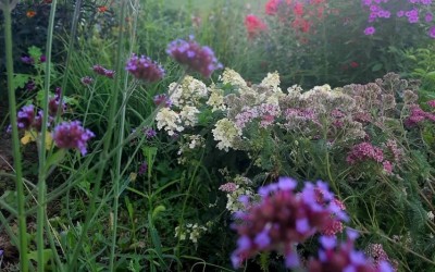 Dobór roślin Mazury