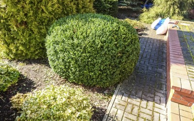 Prace pielęgnacyjne Giżycko, wiosna