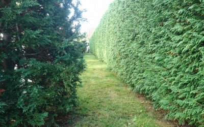 Prace pielęgnacyjne w ogrodzie, jesień