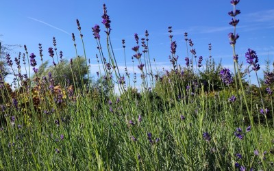 Projektowanie ogrodów Giżycko