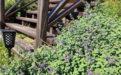 Zakładanie trawników Giżycko