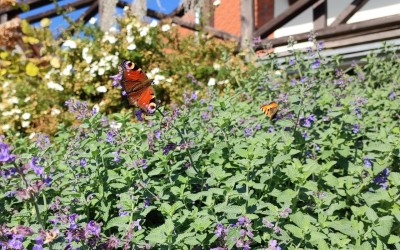 Ogrody ekologiczne Mazury