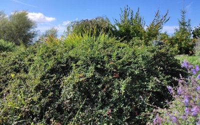 Zakładanie ogrodów Mazury