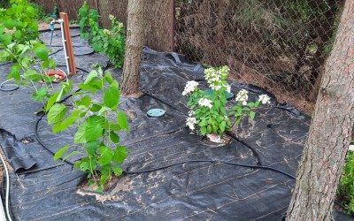 Projektowanie ogrodów Giżycko